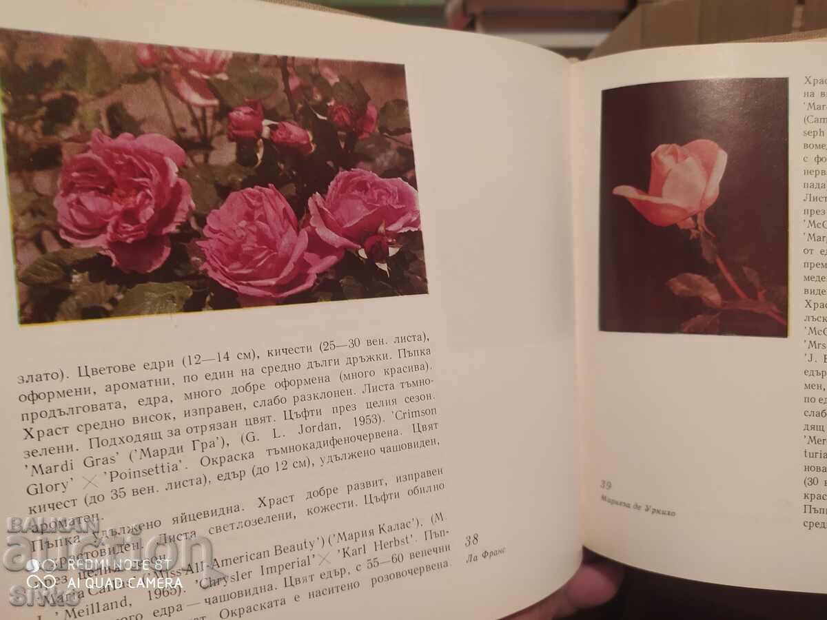 Decorative roses - 5