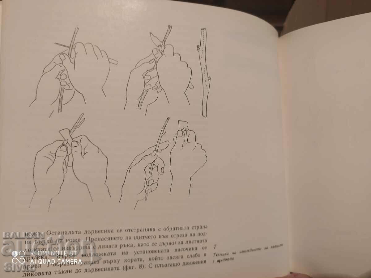 Decorative roses - 6