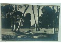 Carte poștală veche 1916 - Pădurea de mesteacăn