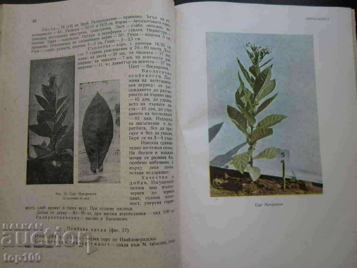 TOBACCO PRODUCTION BY PROFESSOR D.ATANASOV - 1962 BZC !!! with price 10.00 BGN | € 5.11 TOBACCO PRODUCTION BY PROFESSOR D.ATANASOV - 1962 BZC !!! with price 10.00 BGN | € 5.11