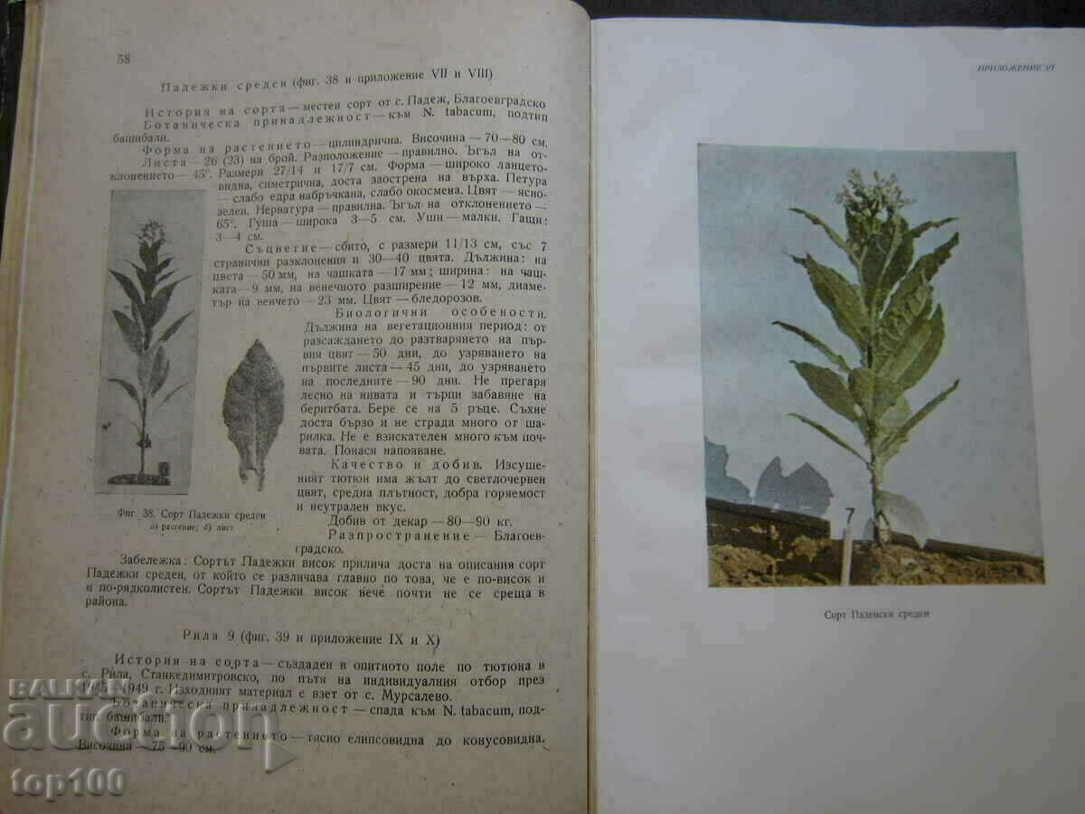 Delivery of TOBACCO PRODUCTION BY PROFESSOR D.ATANASOV - 1962 BZC !!! Delivery of TOBACCO PRODUCTION BY PROFESSOR D.ATANASOV - 1962 BZC !!!