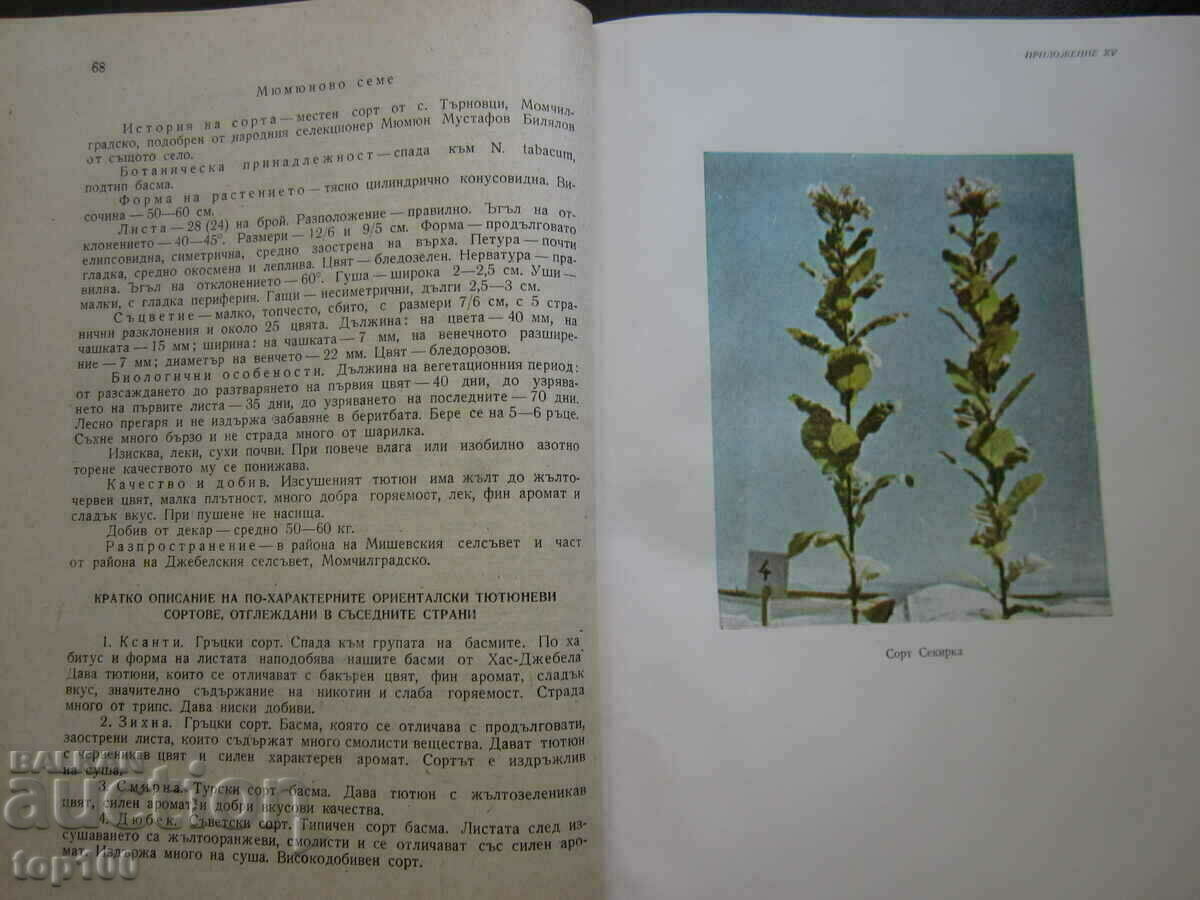 TOBACCO PRODUCTION BY PROFESSOR D.ATANASOV - 1962 BZC !!! - 5