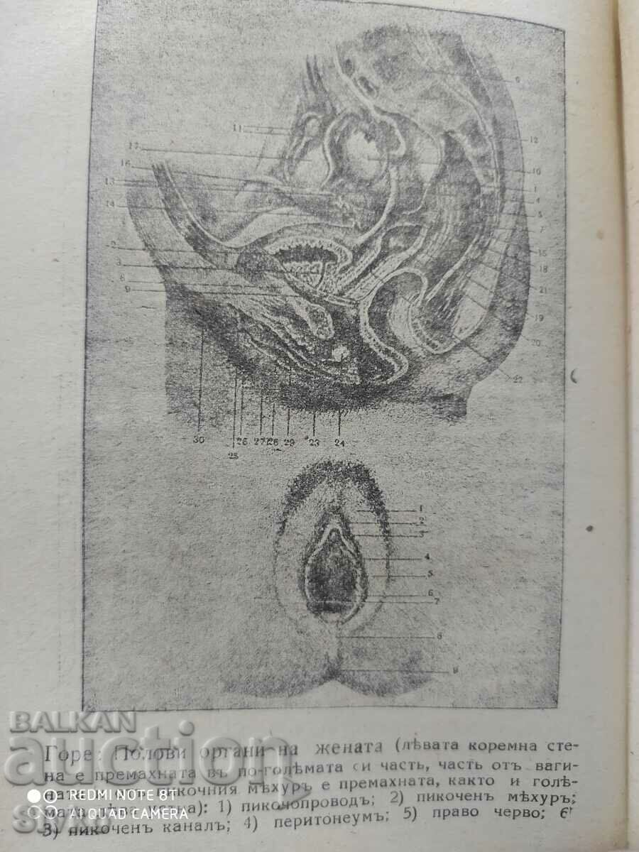 Sex life and sexual disorders in women, Dr. Iv. - 6