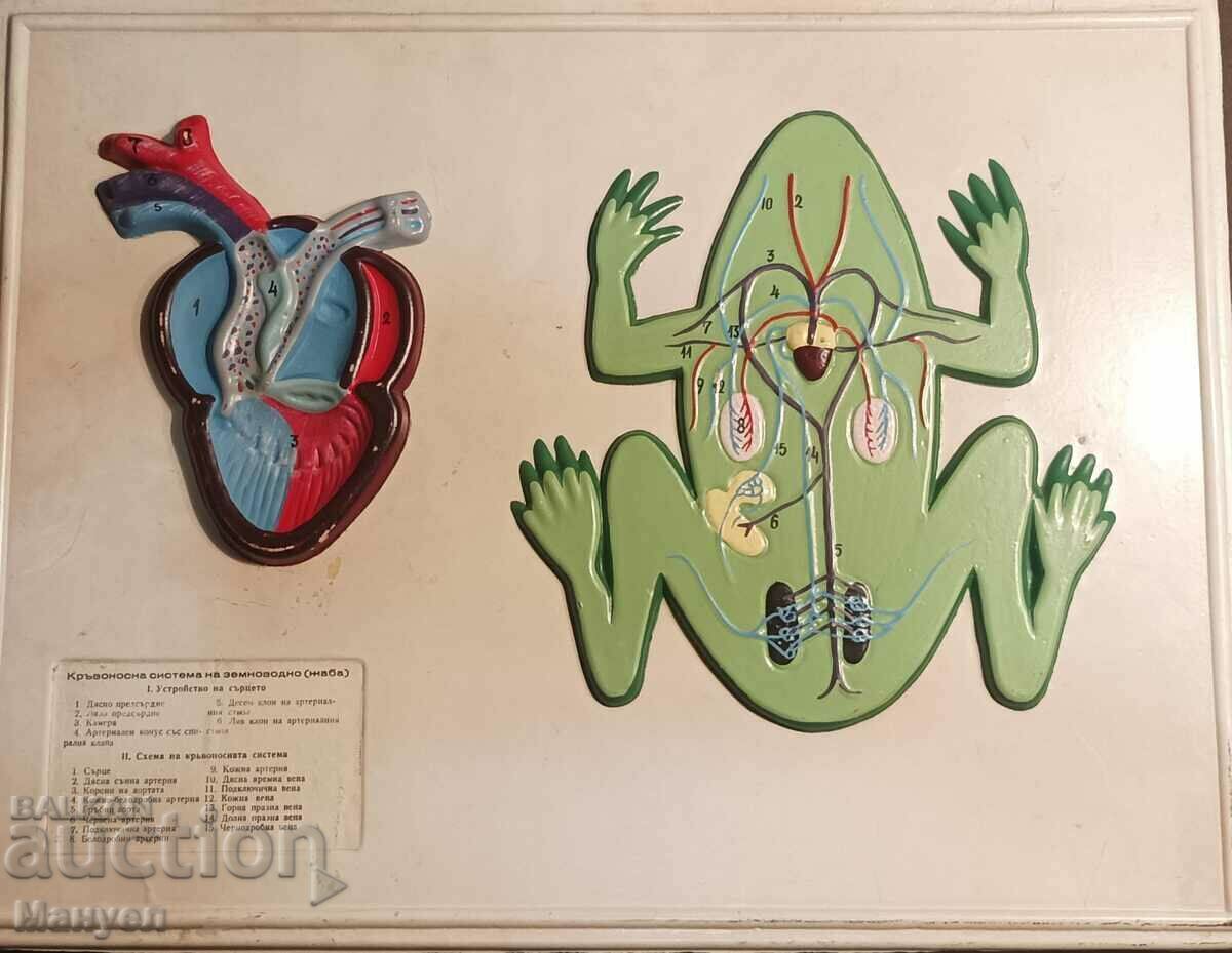 Vechea tablă educațională. Vechea tablă educațională.