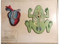 Старо опознавателно,учебно табло.