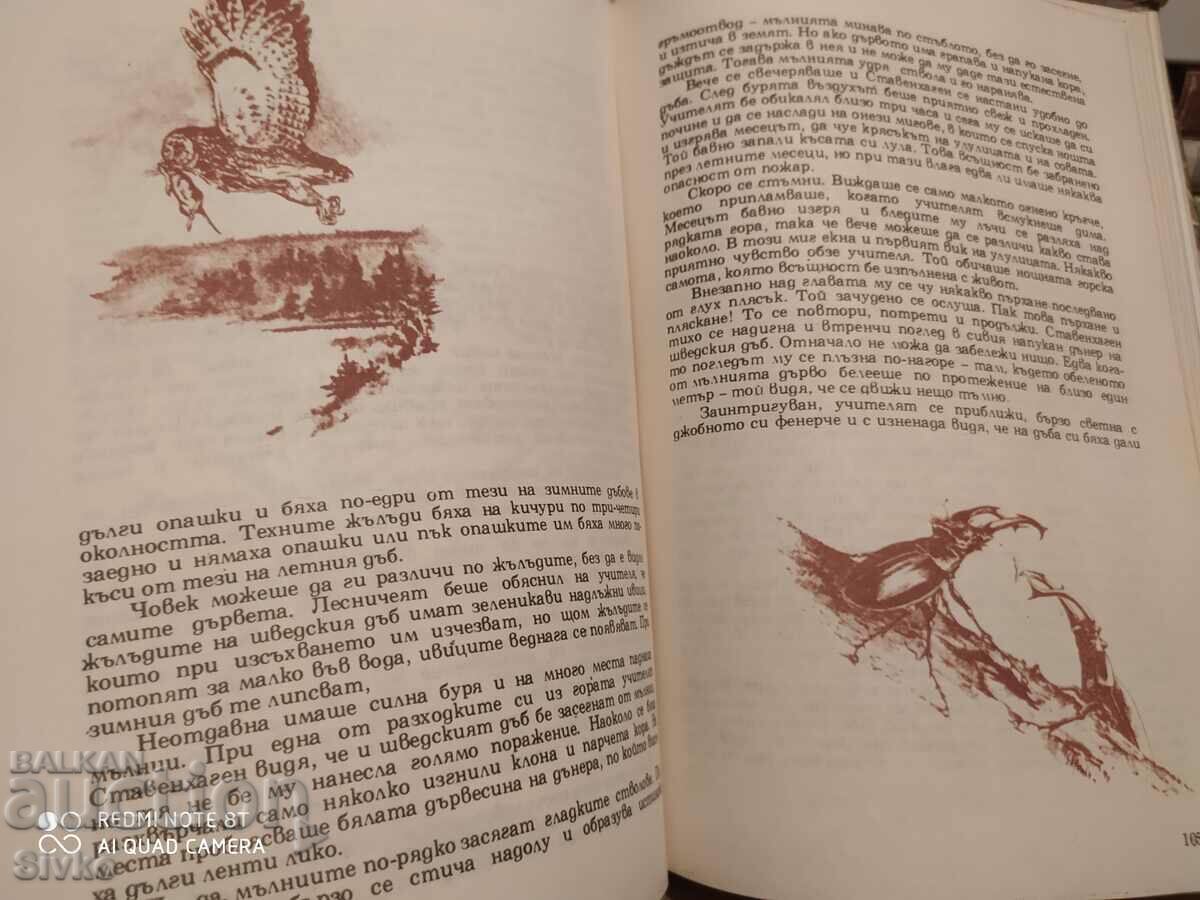 The Great Book of the Forest, Wolfgang Zeiske, many illustrations - 7 The Great Book of the Forest, Wolfgang Zeiske, many illustrations - 7