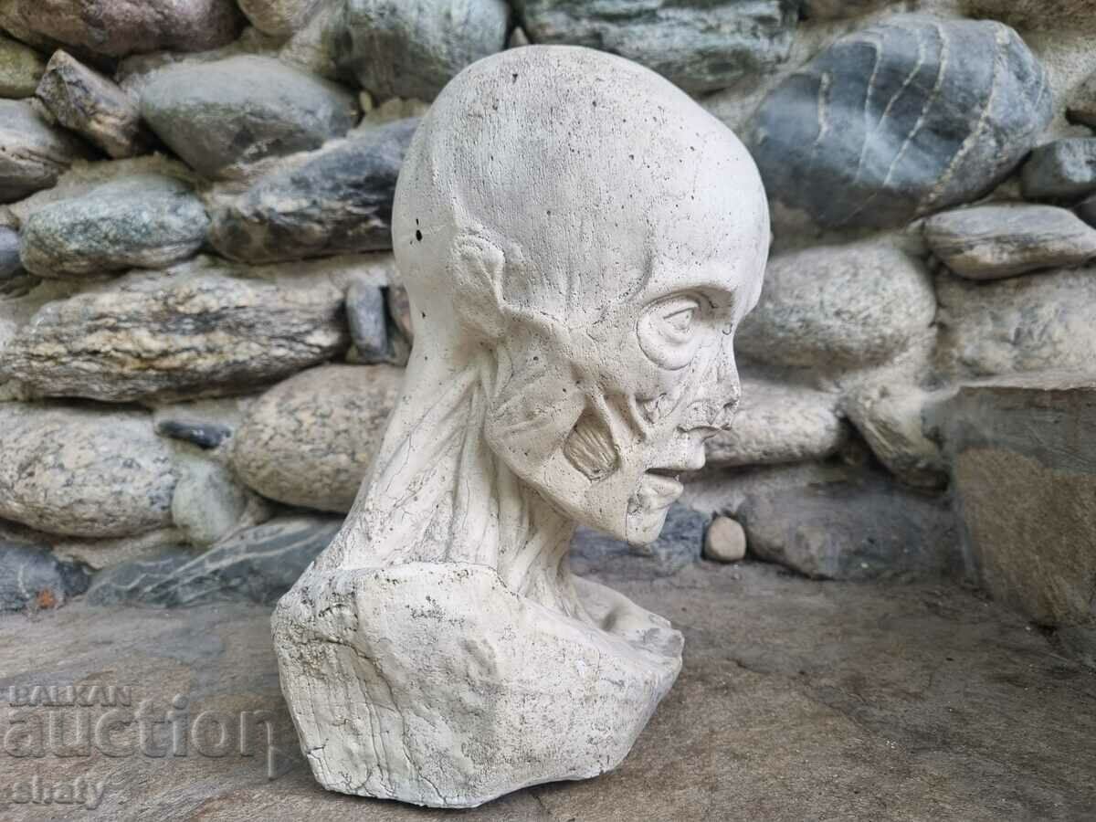 Delivery of Old anatomical sculpture Delivery of Old anatomical sculpture