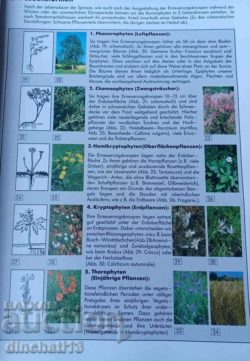 Delivery of Pflanzen Europas: Sehen-Bestimmen-Schützen Delivery of Pflanzen Europas: Sehen-Bestimmen-Schützen