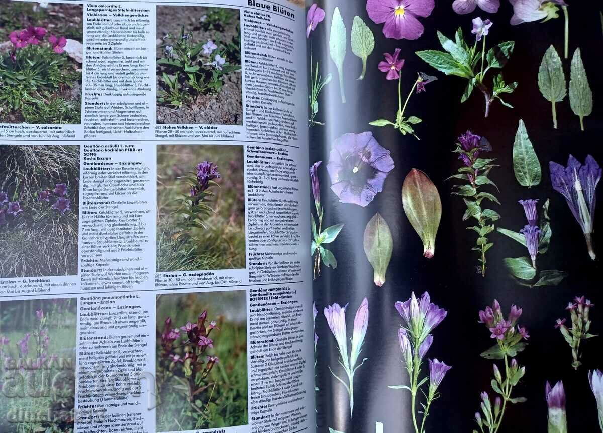 Pflanzen Europas: Sehen-Bestimmen-Schützen - 6 Pflanzen Europas: Sehen-Bestimmen-Schützen - 6