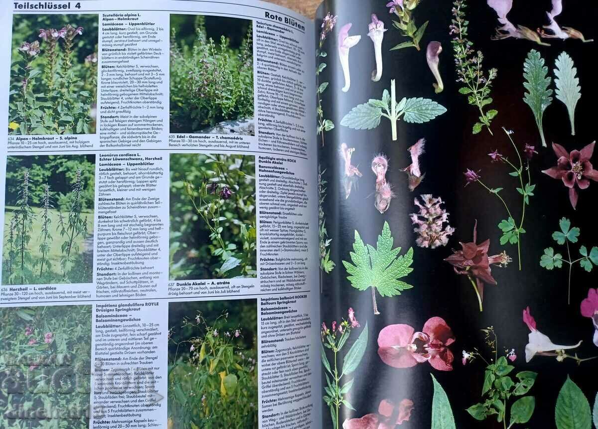 Pflanzen Europas: Sehen-Bestimmen-Schützen - 7 Pflanzen Europas: Sehen-Bestimmen-Schützen - 7