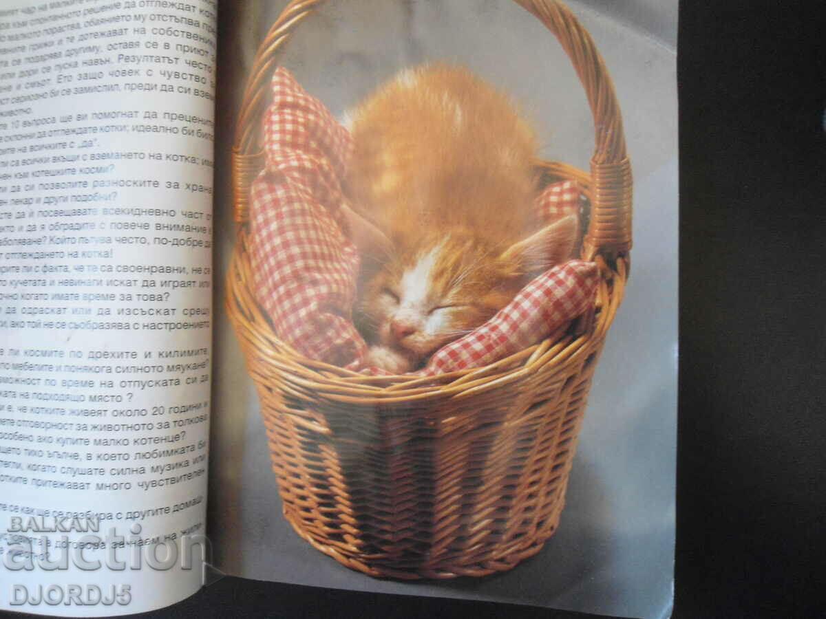 Auction The cats Auction The cats