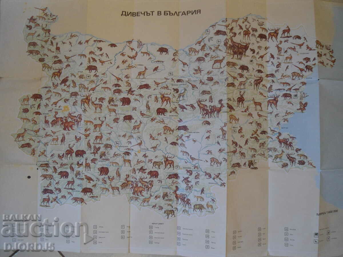 Auction  Game in Bulgaria