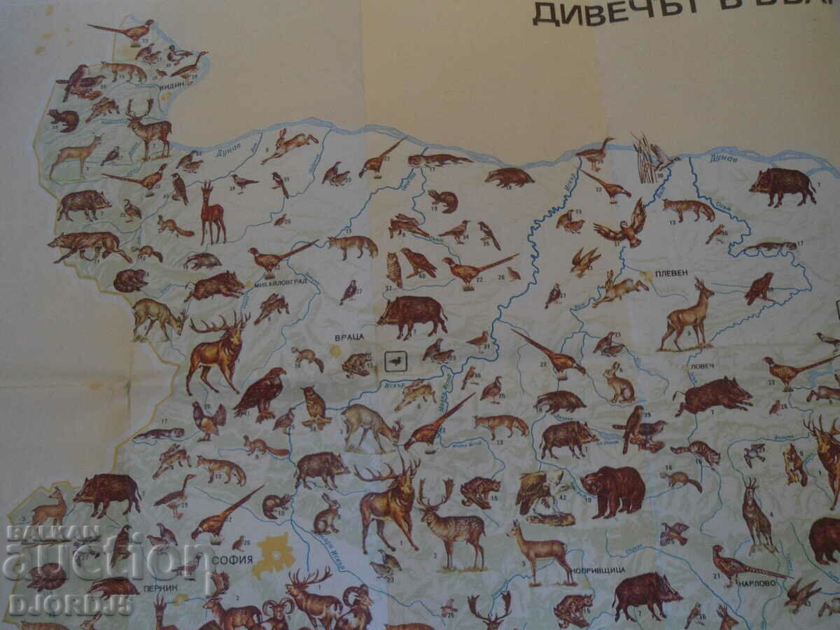 Delivery of Game in Bulgaria