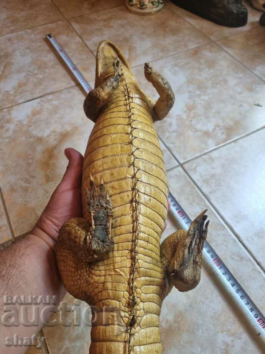 Auction Stuffed crocodile. Trophy Auction Stuffed crocodile. Trophy