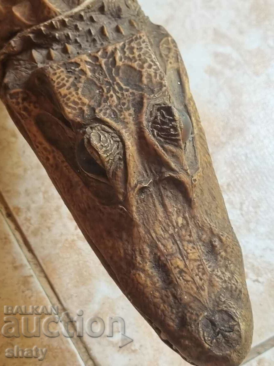 Stuffed crocodile. Trophy - 5 Stuffed crocodile. Trophy - 5