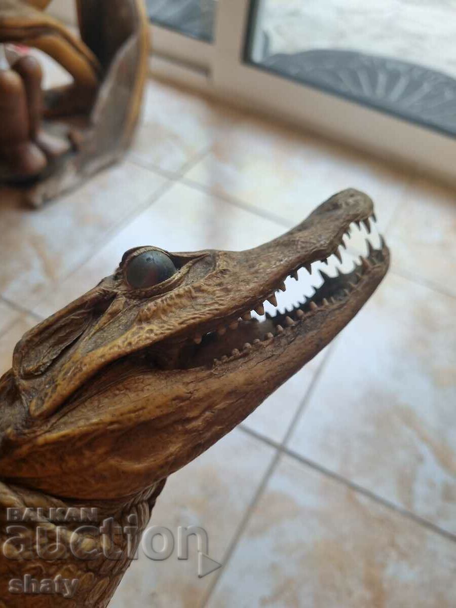 Stuffed crocodile. Trophy - 6 Stuffed crocodile. Trophy - 6