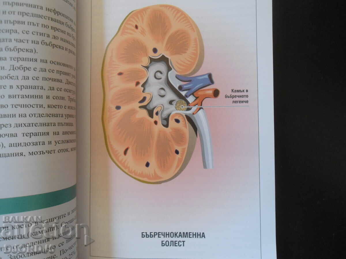 Auction 50 questions about the kidneys Auction 50 questions about the kidneys