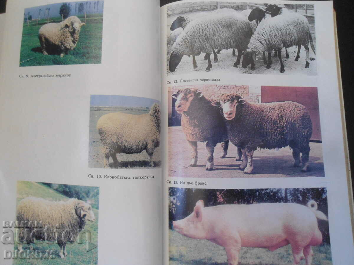 Farming of farm animals with price 10.00 BGN | € 5.11 Farming of farm animals with price 10.00 BGN | € 5.11