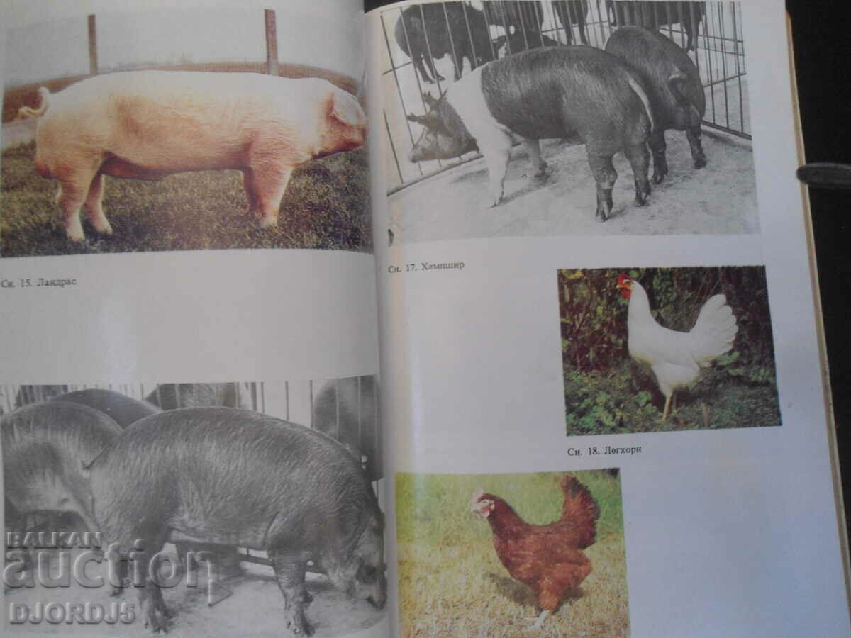 Auction Farming of farm animals Auction Farming of farm animals