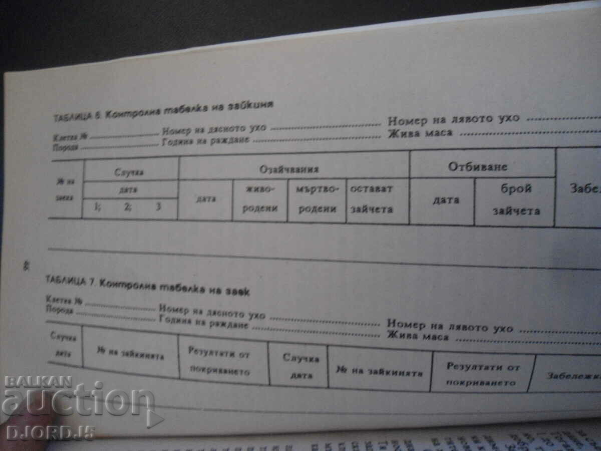 Auction The rabbits in my home Auction The rabbits in my home