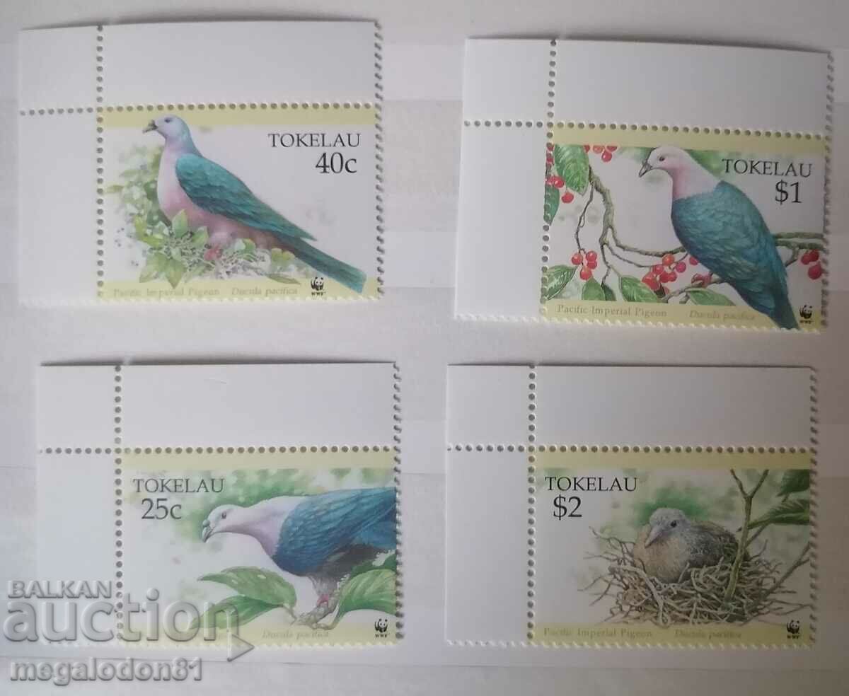 Tokelau - endangered fauna, pigeon