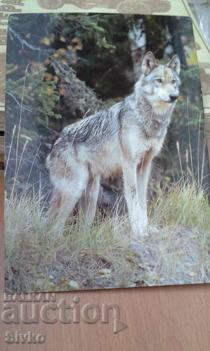 Silver wolf card