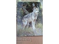 Silver wolf card