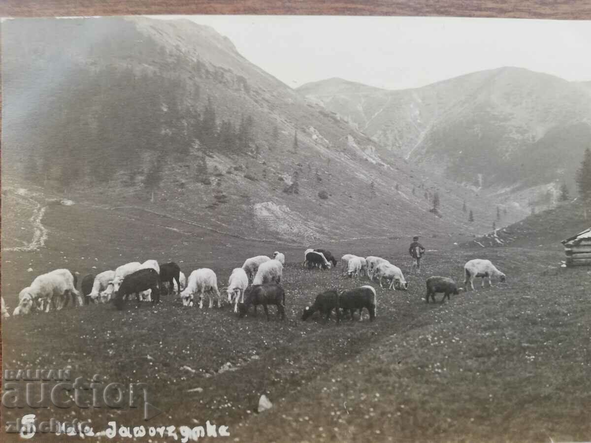 Postcard Poland 1920s and 1930s, author's photography with price 34.50 BGN | € 17.64