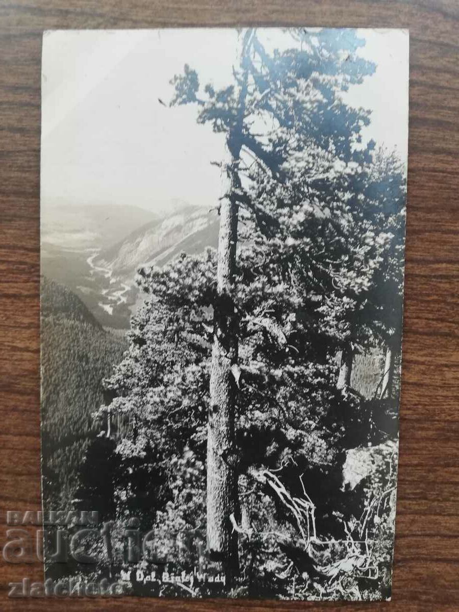 Καρτ ποστάλ Πολωνία 1920 και 1930, φωτογραφία συγγραφέα