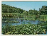Card Bulgaria Arcutino Water lilies 1*