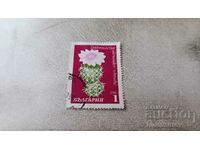 Postage stamp NRB Cactus