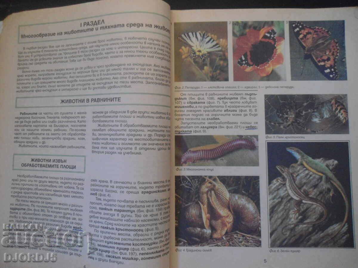 Auction Boiliology for 7th grade Auction Boiliology for 7th grade