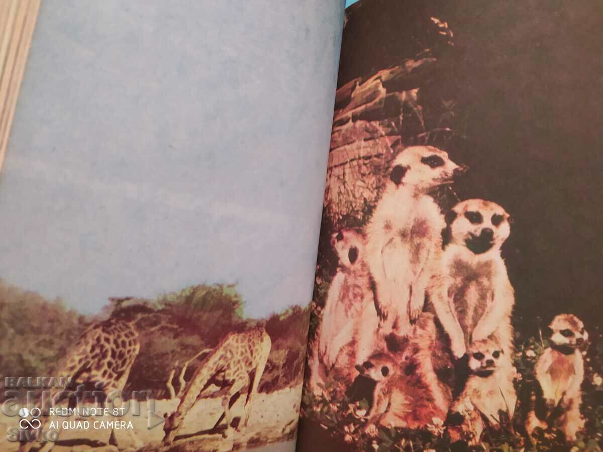Among the animals of Africa, Bernhard Gjimek, many photos - 6 Among the animals of Africa, Bernhard Gjimek, many photos - 6
