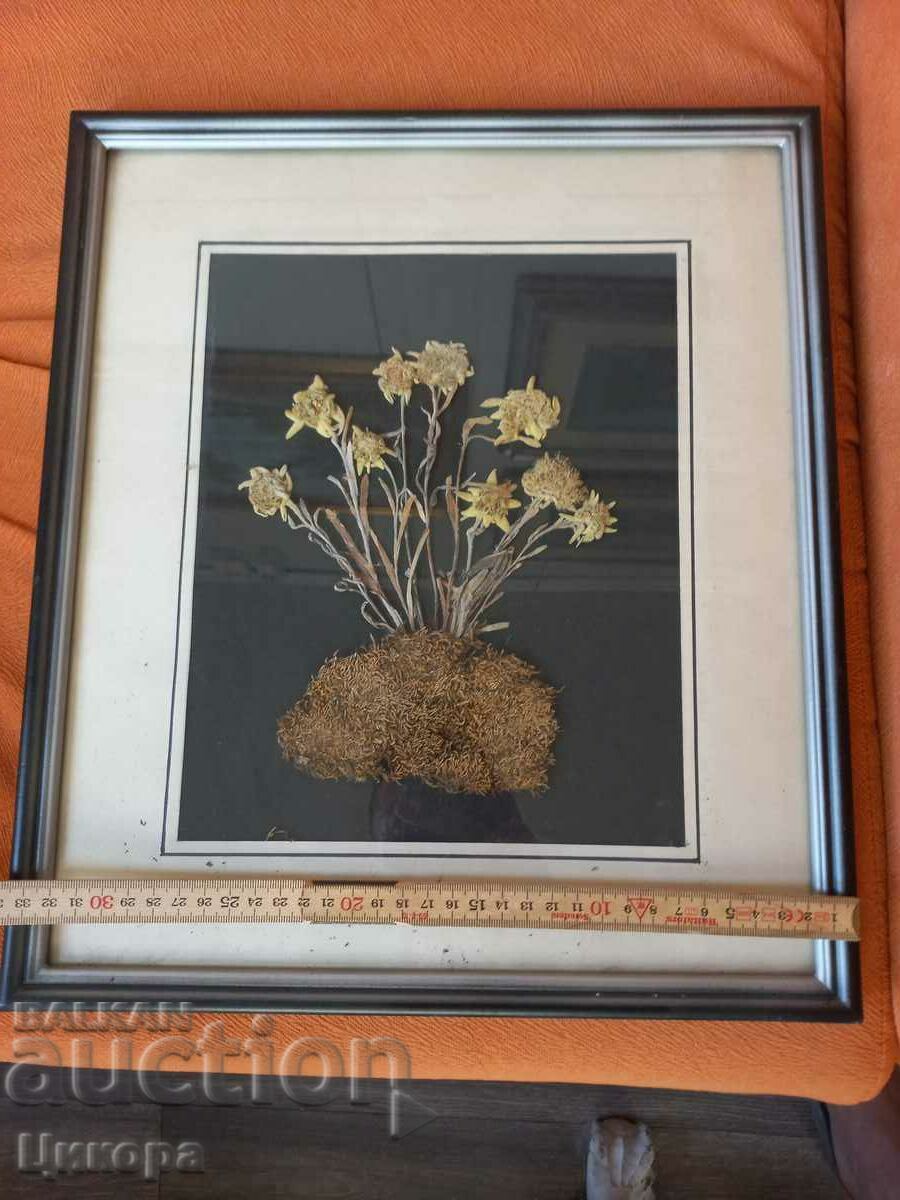 EDELWEISS HERBARIUM RRRRRR with price 550.00 BGN | € 281.21 EDELWEISS HERBARIUM RRRRRR with price 550.00 BGN | € 281.21