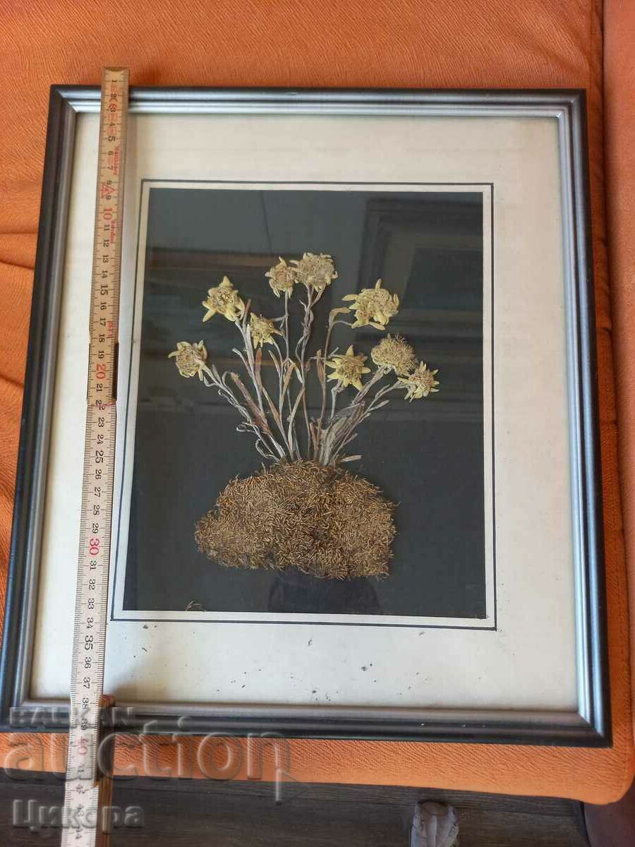 Auction EDELWEISS HERBARIUM RRRRRR Auction EDELWEISS HERBARIUM RRRRRR