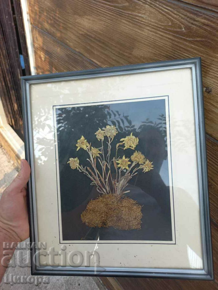 Delivery of EDELWEISS HERBARIUM RRRRRR Delivery of EDELWEISS HERBARIUM RRRRRR