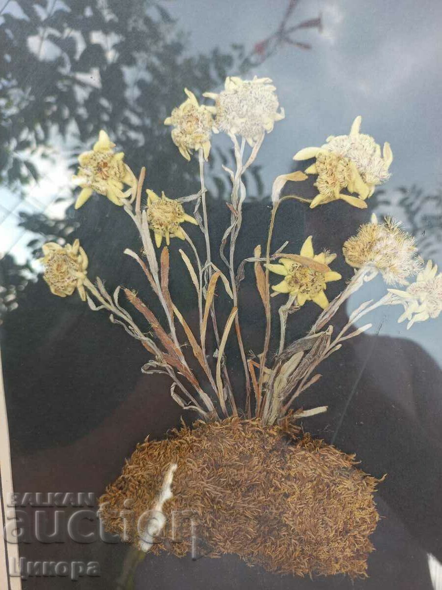 EDELWEISS HERBARIUM RRRRRR - 5 EDELWEISS HERBARIUM RRRRRR - 5