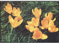 България - ПК 1977 - цветя - минзухари
