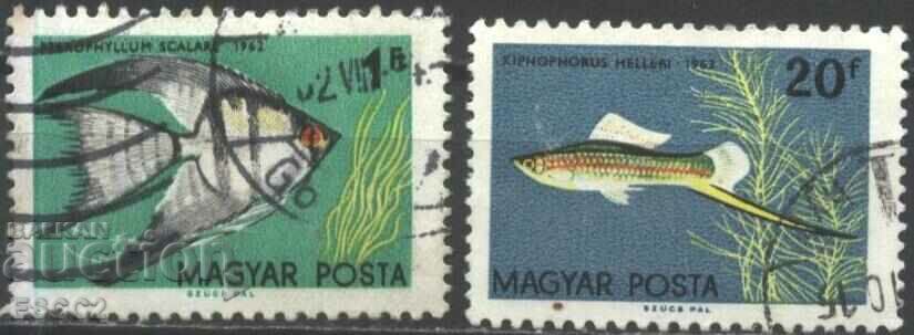 Stamped stamps Fauna Fishes 1962 from Hungary