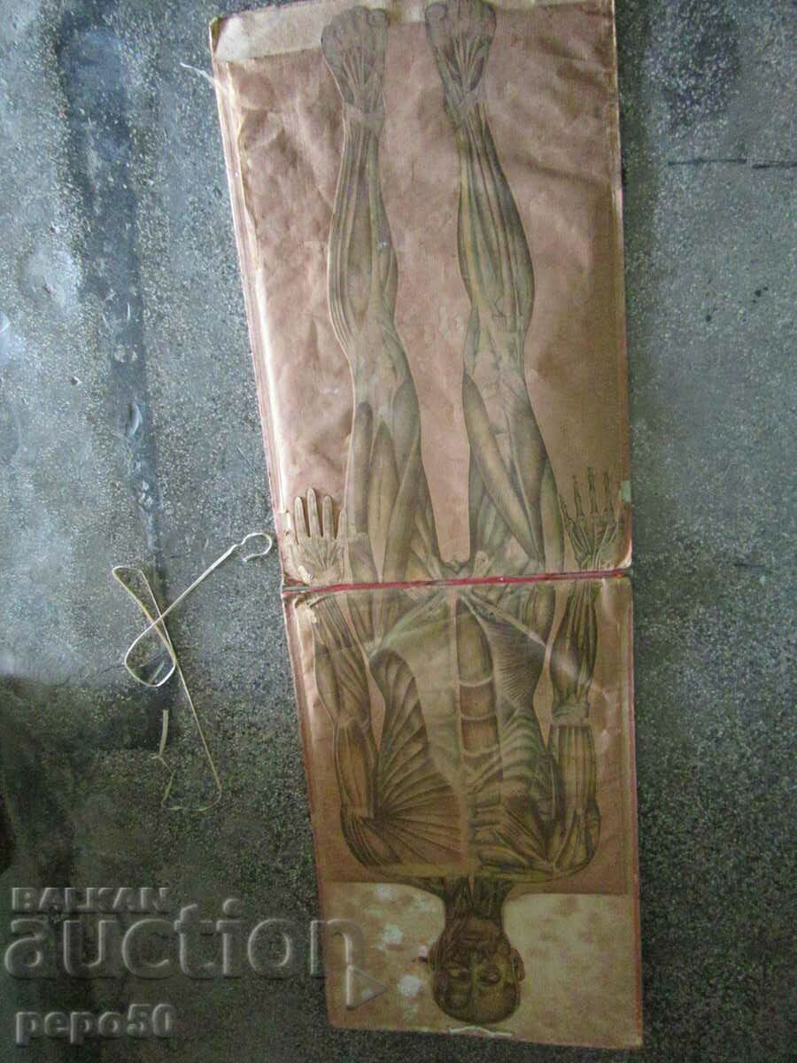 ΠΤΥΠΛΩΜΕΝΗ ΠΙΝΑΚΑ ΓΙΑ ΜΕΛΕΤΗ ΤΟΥ ΑΝΘΡΩΠΙΝΟΥ ΣΩΜΑΤΟΣ με τιμή 100.00 BGN | € 51.13