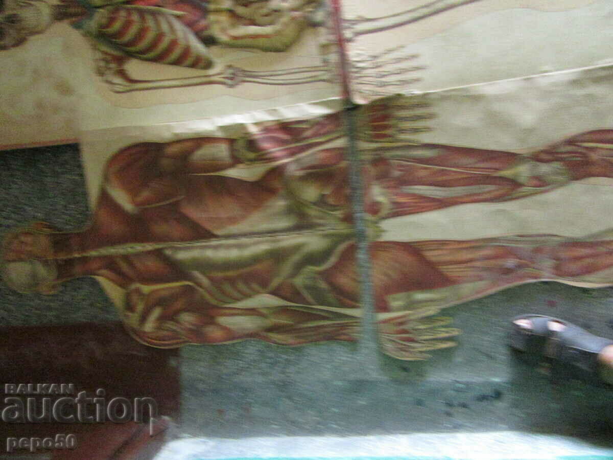 Δημοπρασία ΠΤΥΠΛΩΜΕΝΗ ΠΙΝΑΚΑ ΓΙΑ ΜΕΛΕΤΗ ΤΟΥ ΑΝΘΡΩΠΙΝΟΥ ΣΩΜΑΤΟΣ