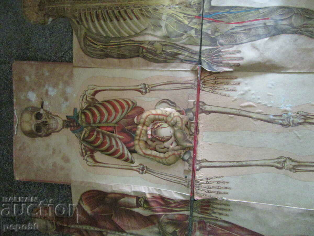 Παράδοση ΠΤΥΠΛΩΜΕΝΗ ΠΙΝΑΚΑ ΓΙΑ ΜΕΛΕΤΗ ΤΟΥ ΑΝΘΡΩΠΙΝΟΥ ΣΩΜΑΤΟΣ