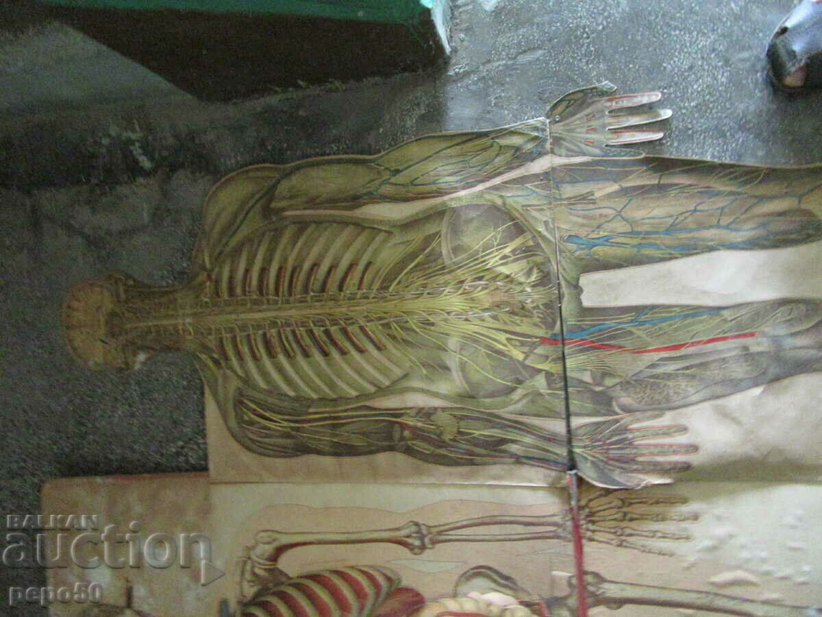 ΠΤΥΠΛΩΜΕΝΗ ΠΙΝΑΚΑ ΓΙΑ ΜΕΛΕΤΗ ΤΟΥ ΑΝΘΡΩΠΙΝΟΥ ΣΩΜΑΤΟΣ - 5