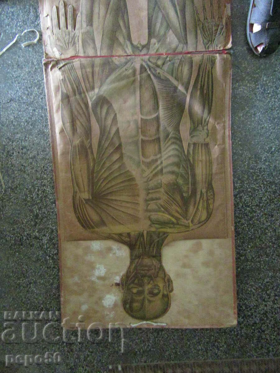 ΠΤΥΠΛΩΜΕΝΗ ΠΙΝΑΚΑ ΓΙΑ ΜΕΛΕΤΗ ΤΟΥ ΑΝΘΡΩΠΙΝΟΥ ΣΩΜΑΤΟΣ - 6