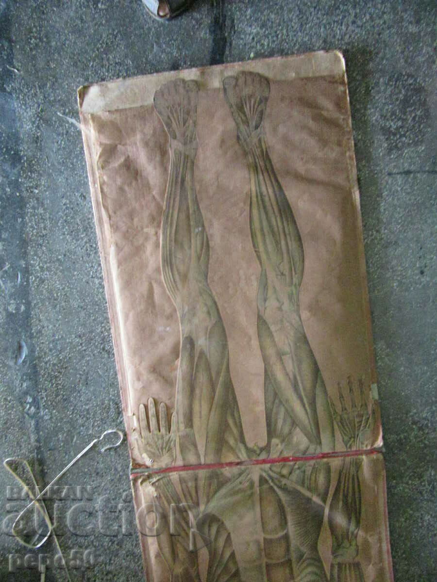 ΠΤΥΠΛΩΜΕΝΗ ΠΙΝΑΚΑ ΓΙΑ ΜΕΛΕΤΗ ΤΟΥ ΑΝΘΡΩΠΙΝΟΥ ΣΩΜΑΤΟΣ - 7