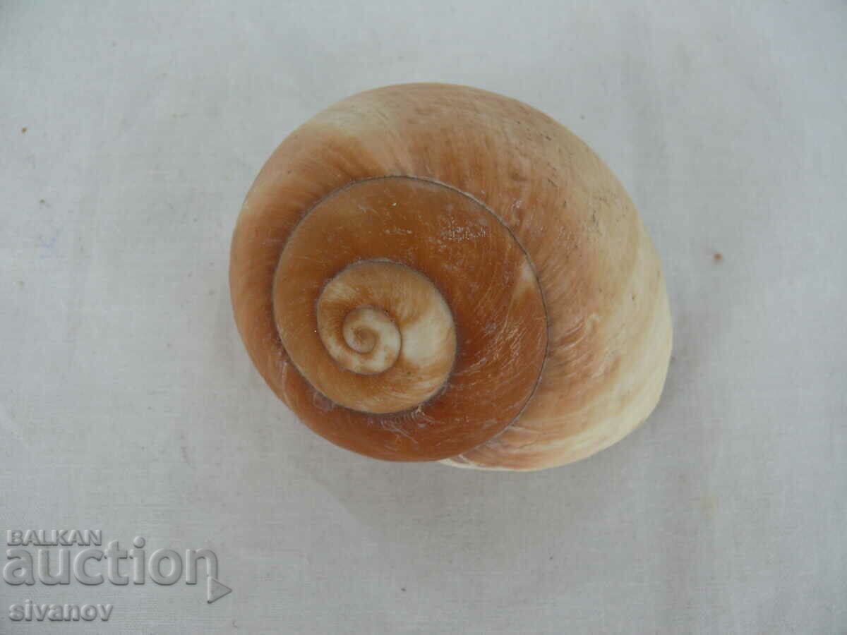 Interesting shell snail shell rapan #1445