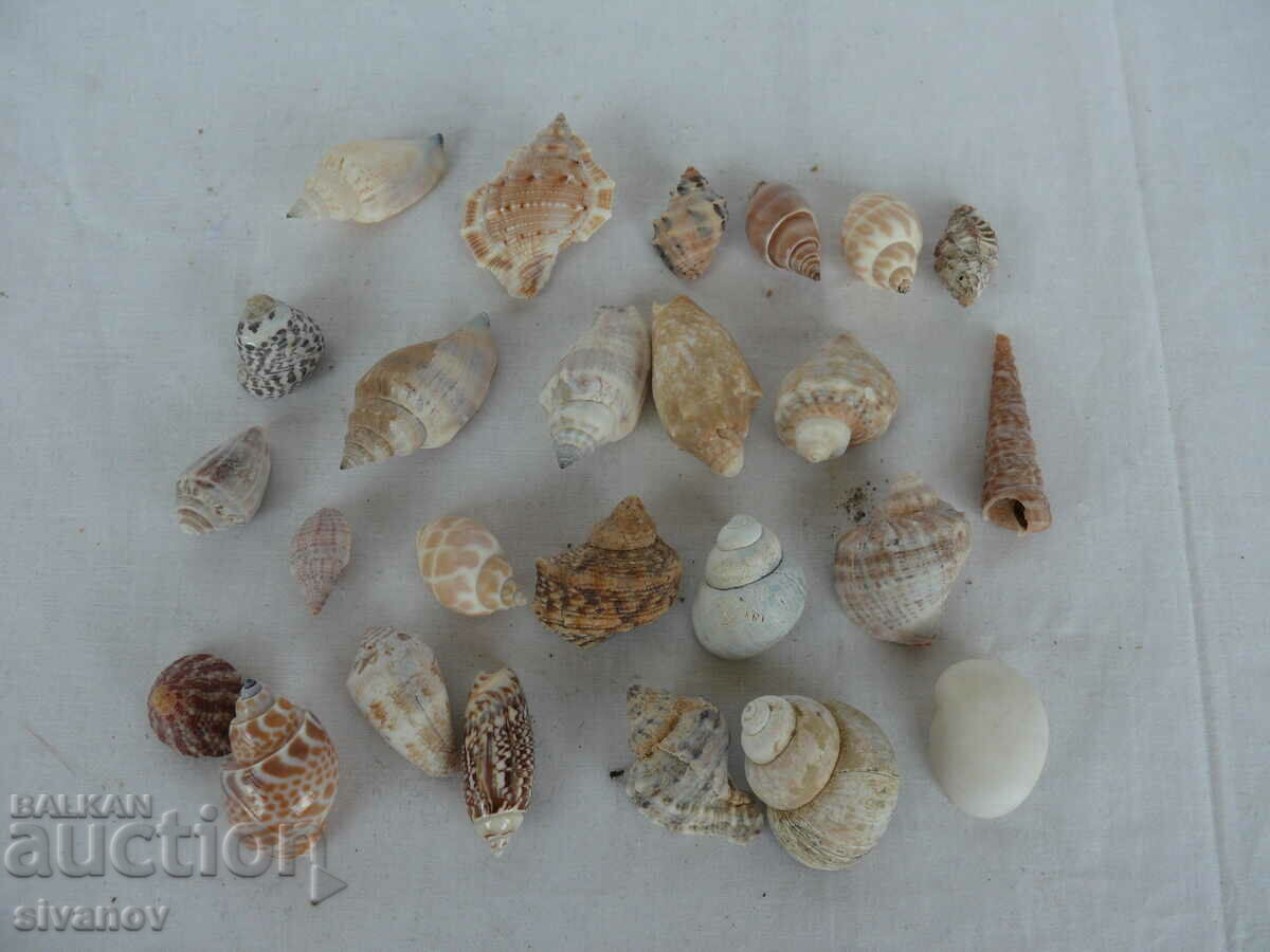 Interesting lot of shell rapani #1451 with price 14.99 BGN | € 7.66 Interesting lot of shell rapani #1451 with price 14.99 BGN | € 7.66
