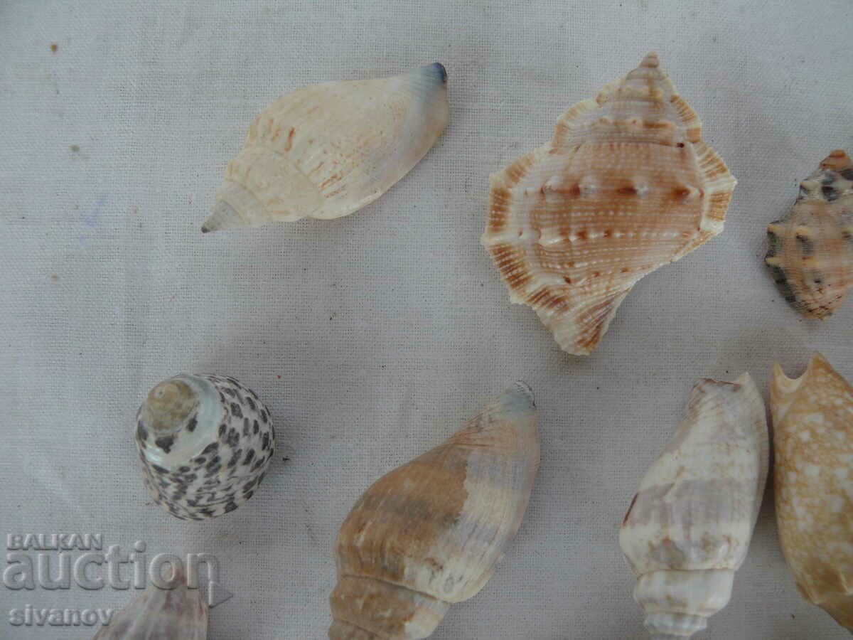 Auction Interesting lot of shell rapani #1451 Auction Interesting lot of shell rapani #1451
