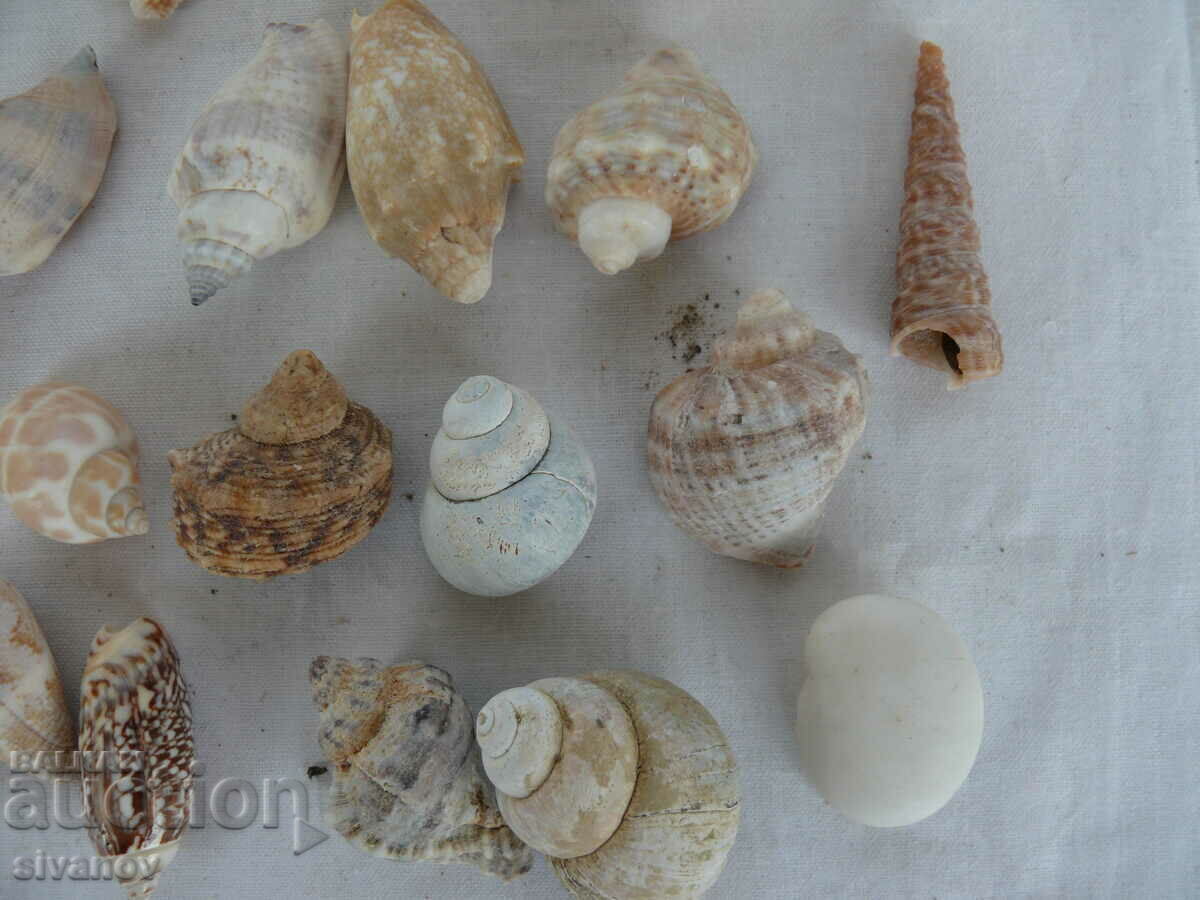 Delivery of Interesting lot of shell rapani #1451 Delivery of Interesting lot of shell rapani #1451