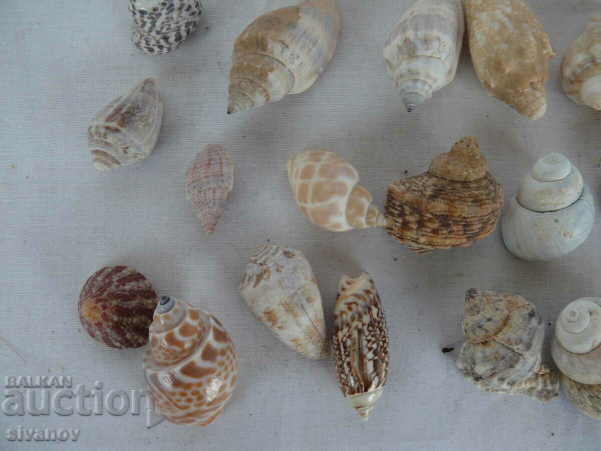 Interesting lot of shell rapani #1451 - 5 Interesting lot of shell rapani #1451 - 5